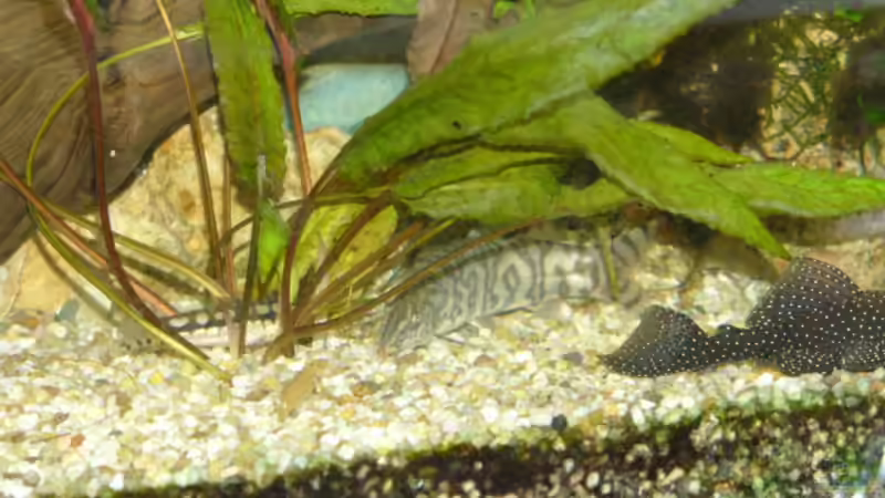 Besatz im Aquarium Becken 1387 von Mario Jungnitsch (24)