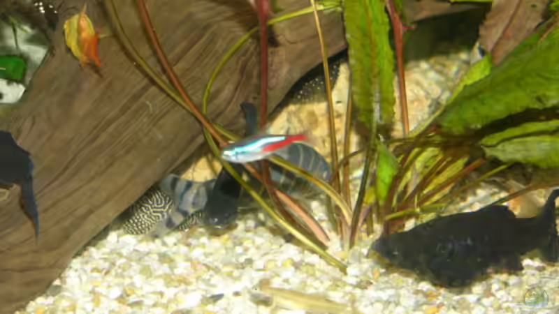 Besatz im Aquarium Becken 1387 von Mario Jungnitsch (25)