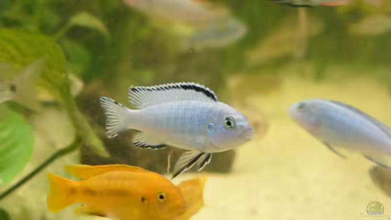 Besatz im Aquarium Becken 1388 von Mario Jungnitsch (19)