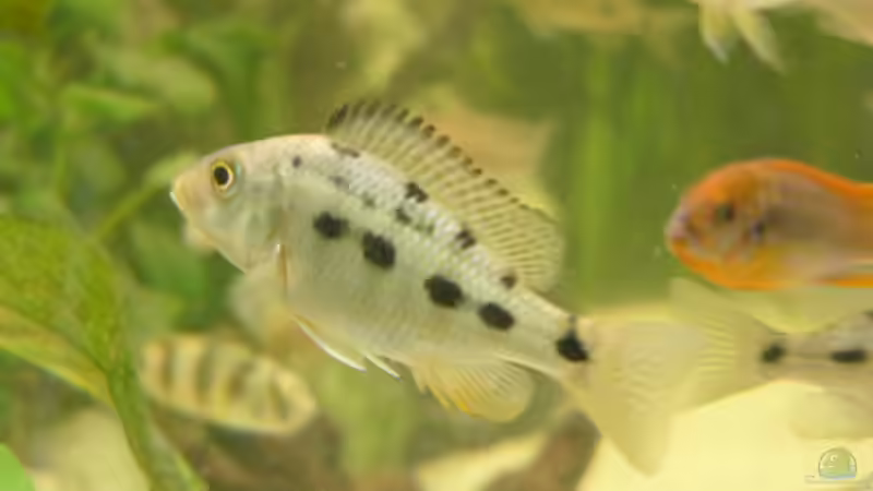 Besatz im Aquarium Becken 1388 von Mario Jungnitsch (20)