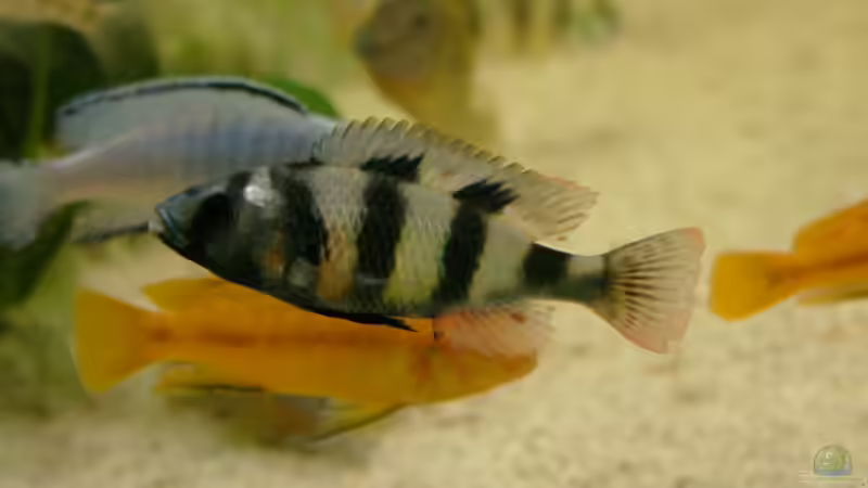 Besatz im Aquarium Becken 1388 von Mario Jungnitsch (21)