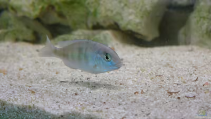 Besatz im Aquarium Becken 1388 von Mario Jungnitsch (23)