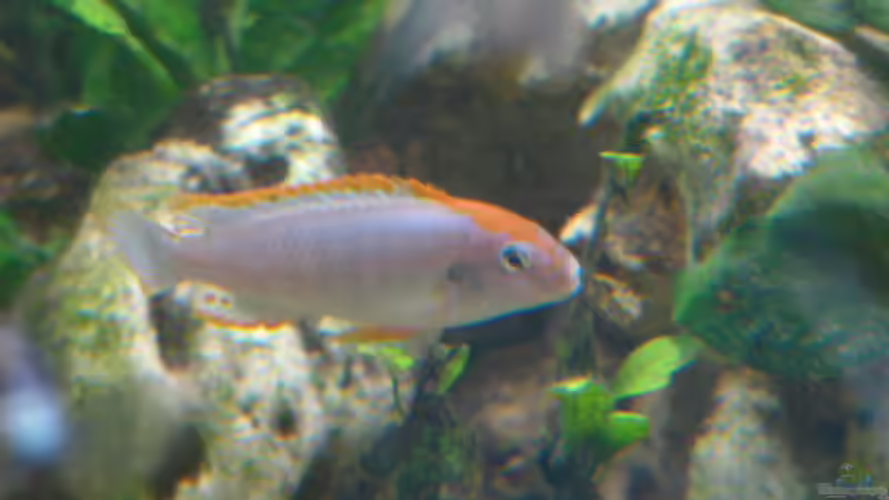 Besatz im Aquarium Becken 1388 von Mario Jungnitsch (26)