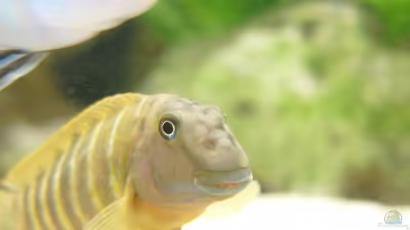 Besatz im Aquarium Becken 1388 von Mario Jungnitsch (27)