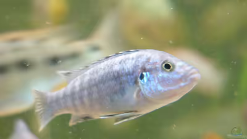 Besatz im Aquarium Becken 1388 von Mario Jungnitsch (29)