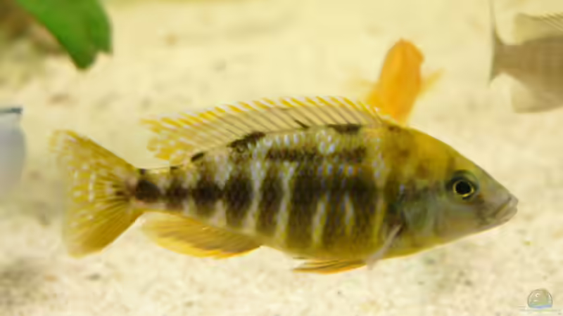 Besatz im Aquarium Becken 1388 von Mario Jungnitsch (31)