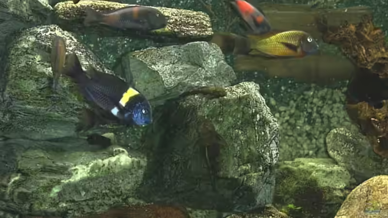 Besatz im Aquarium Becken 139 von Falko Golembieski (7)