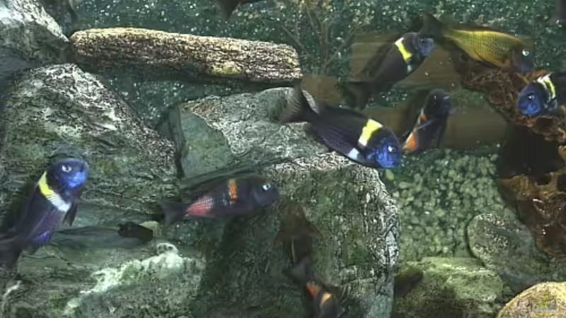 Besatz im Aquarium Becken 139 von Falko Golembieski (9)