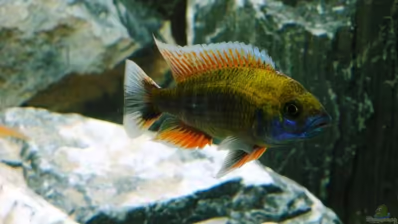 Besatz im Aquarium Becken 13967 von MalawiEder (18)