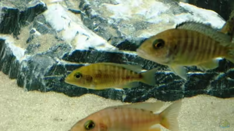 Besatz im Aquarium Becken 13967 von MalawiEder (19)