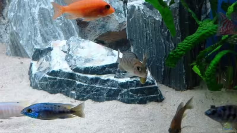 Besatz im Aquarium Becken 13967 von MalawiEder (20)