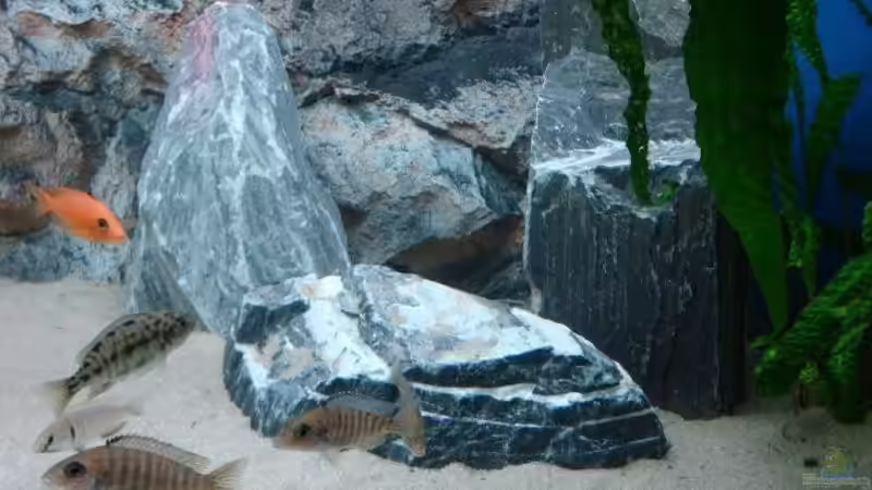 Besatz im Aquarium Becken 13967 von MalawiEder (24)