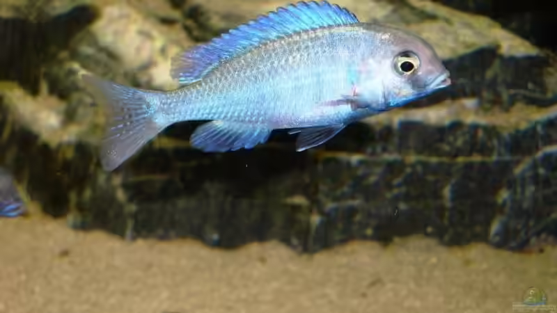 Besatz im Aquarium Becken 13967 von MalawiEder (28)