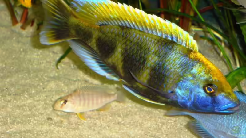 Besatz im Aquarium Becken 13967 von MalawiEder (34)