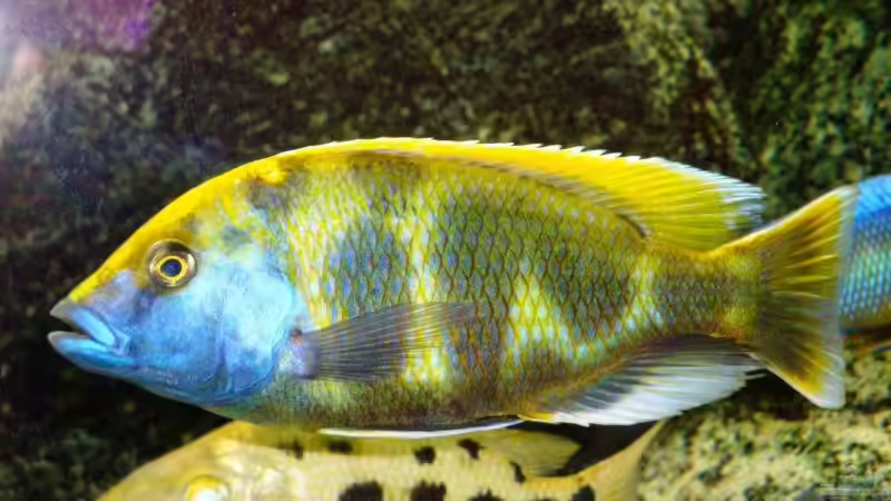 Besatz im Aquarium Becken 13967 von MalawiEder (36)