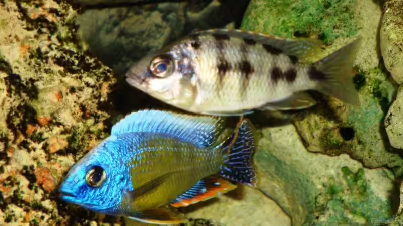 Besatz im Aquarium Becken 13967 von MalawiEder (39)