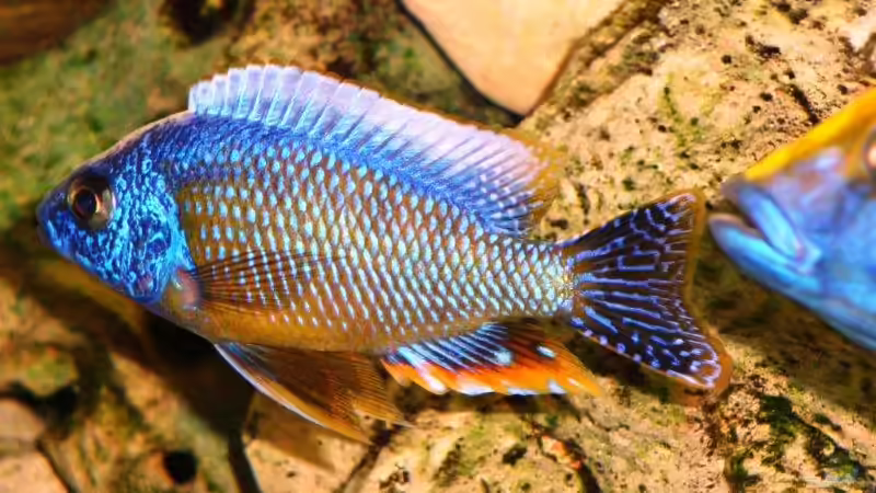 Besatz im Aquarium Becken 13967 von MalawiEder (40)