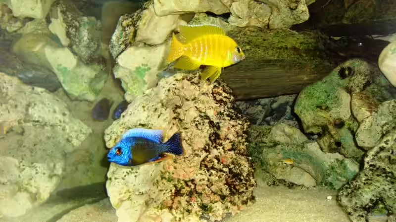 Besatz im Aquarium Becken 13967 von MalawiEder (41)