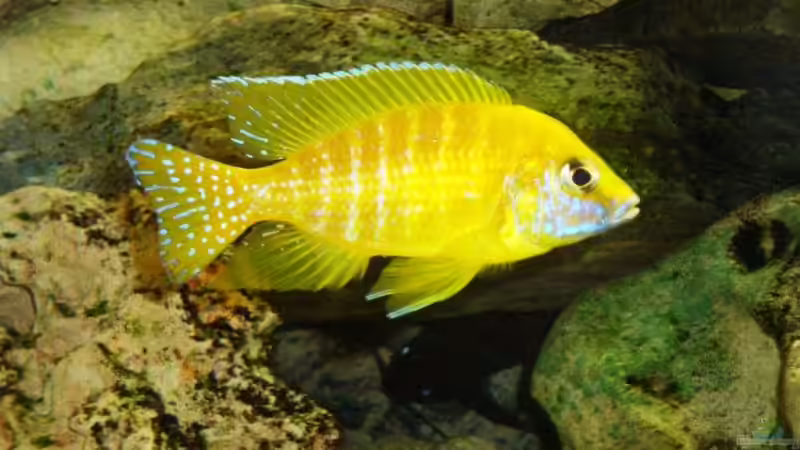 Besatz im Aquarium Becken 13967 von MalawiEder (43)