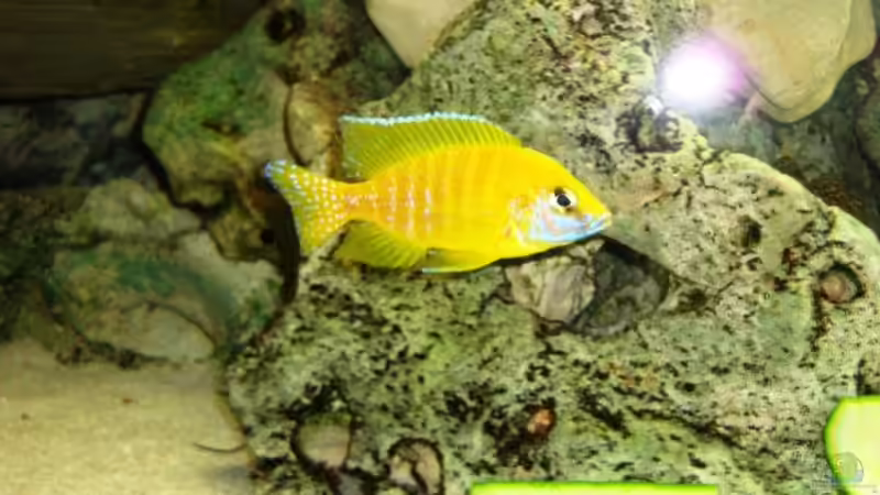 Besatz im Aquarium Becken 13967 von MalawiEder (44)