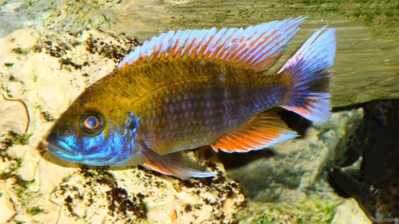 Besatz im Aquarium Becken 13967 von MalawiEder (45)