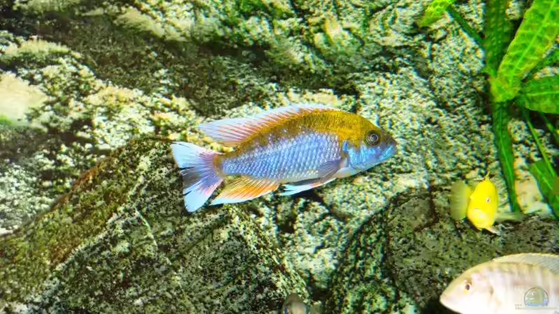 Besatz im Aquarium Becken 13967 von MalawiEder (46)