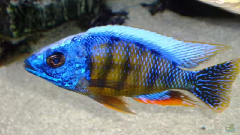 Besatz im Aquarium Becken 13967 von MalawiEder (48)