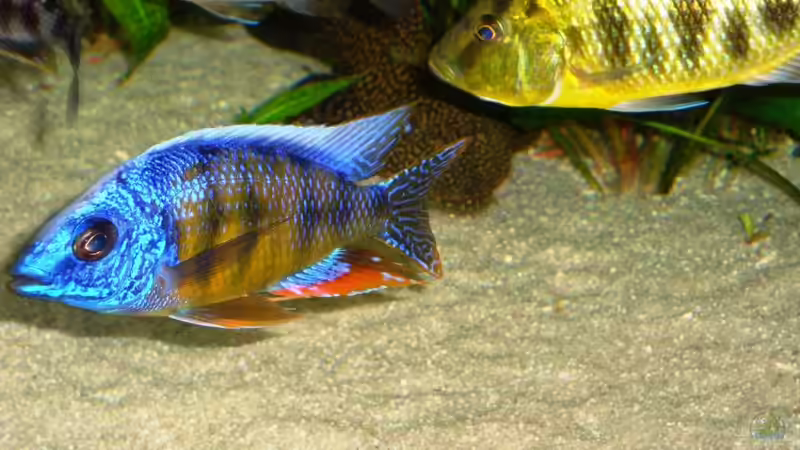 Besatz im Aquarium Becken 13967 von MalawiEder (49)