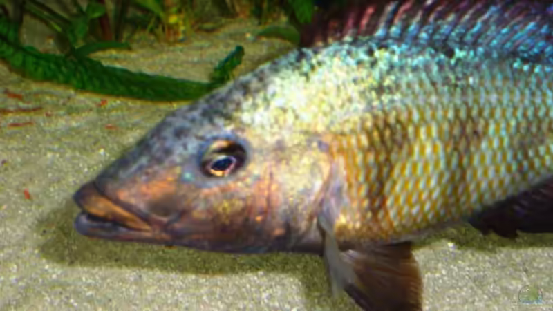 Besatz im Aquarium Becken 13967 von MalawiEder (50)