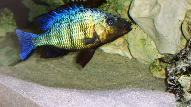 Besatz im Aquarium Becken 13967 von MalawiEder (51)