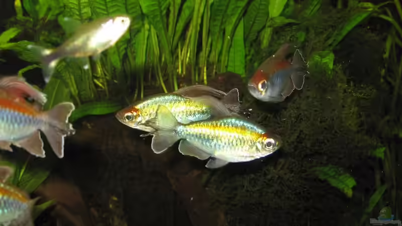 Besatz im Aquarium Becken 1399 von Rita Abe (13)