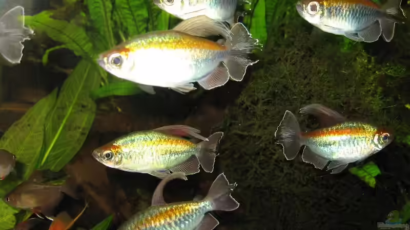 Besatz im Aquarium Becken 1399 von Rita Abe (14)