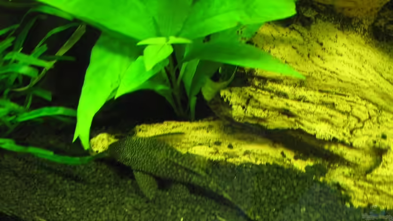 Besatz im Aquarium Becken 1399 von Rita Abe (16)