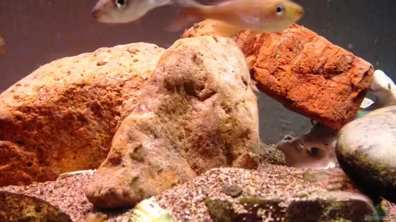 Besatz im Aquarium Becken 13999 von Kate Anon (3)