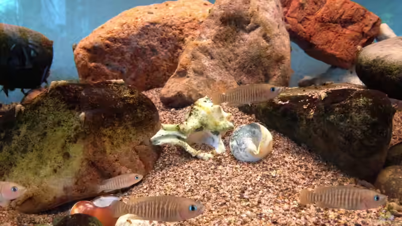 Besatz im Aquarium Becken 13999 von Kate Anon (4)