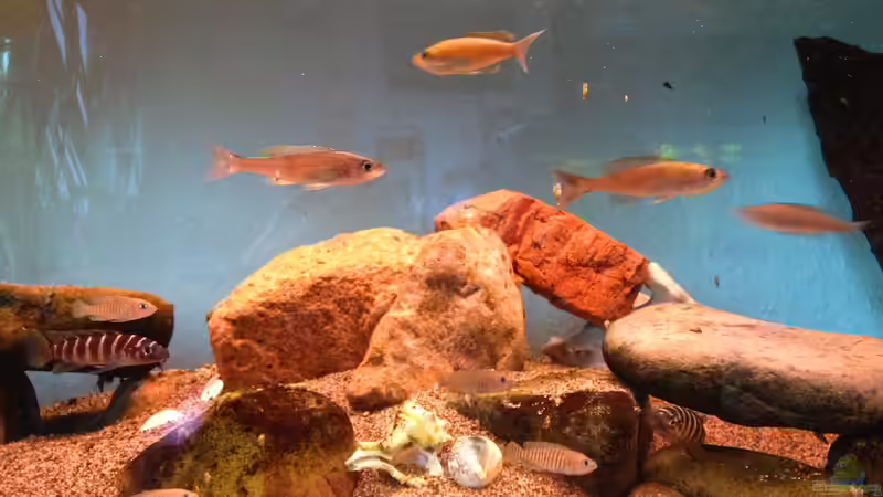 Besatz im Aquarium Becken 13999 von Kate Anon (5)