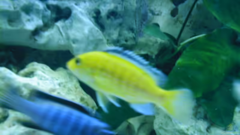 Besatz im Aquarium Becken 14 von Volker Herle (5)