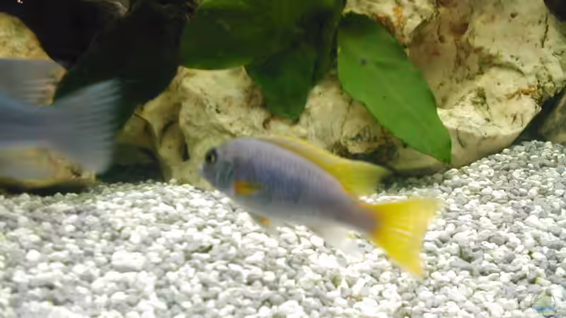 Besatz im Aquarium Becken 14 von Volker Herle (6)