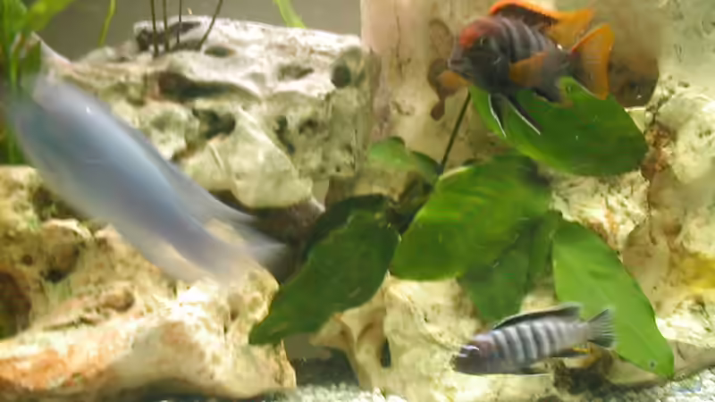 Besatz im Aquarium Becken 14 von Volker Herle (7)