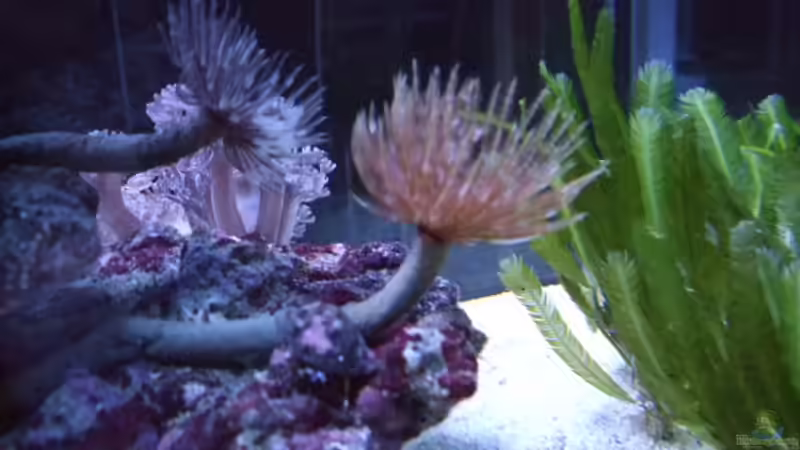 Besatz im Aquarium Becken 14005 von Salzeritis (29)