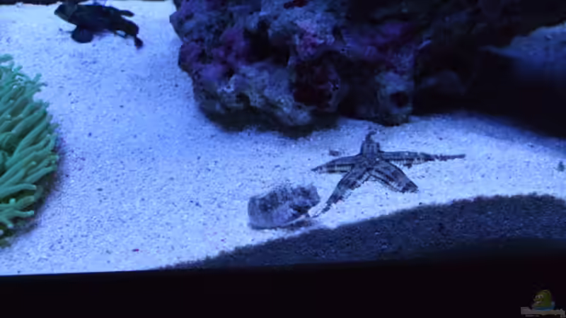 Besatz im Aquarium Becken 14005 von Salzeritis (30)