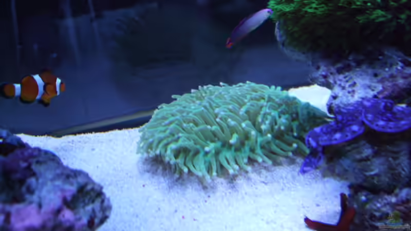 Besatz im Aquarium Becken 14005 von Salzeritis (32)