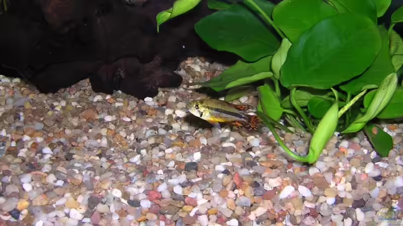 Besatz im Aquarium Becken 1401 von Carsten Mansee (7)