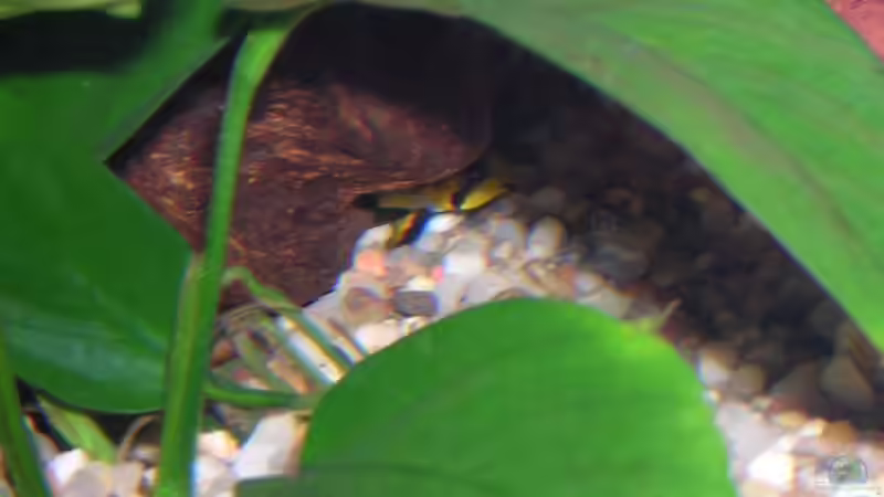 Besatz im Aquarium Becken 1401 von Carsten Mansee (9)