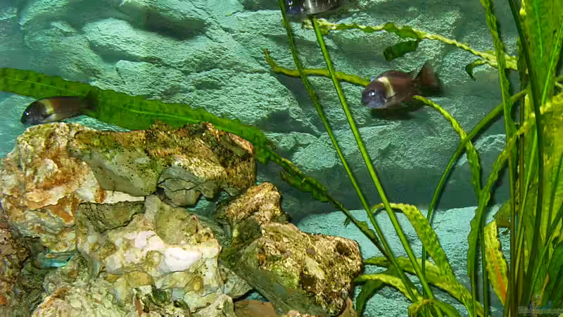 Besatz im Aquarium Becken 1405 von Tobias Noll (4)