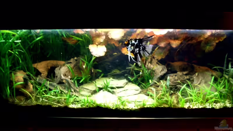 Besatz im Aquarium Becken 14057 von Kleiner_Fisch (64)