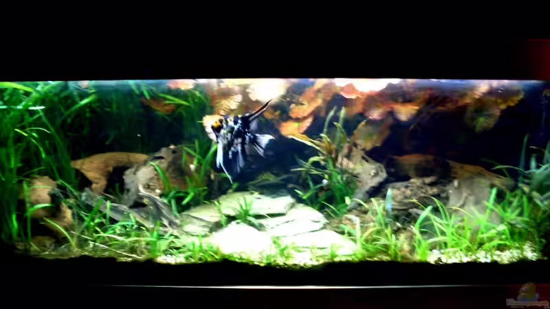 Besatz im Aquarium Becken 14057 von Kleiner_Fisch (65)