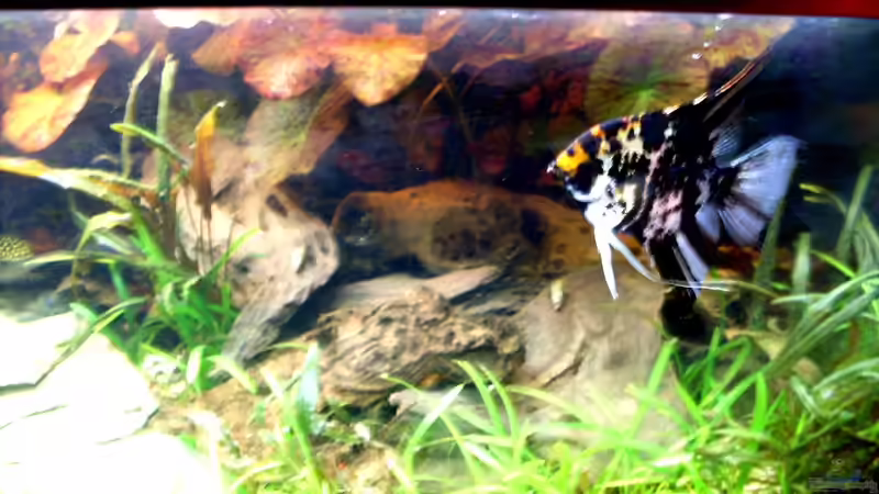 Besatz im Aquarium Becken 14057 von Kleiner_Fisch (66)