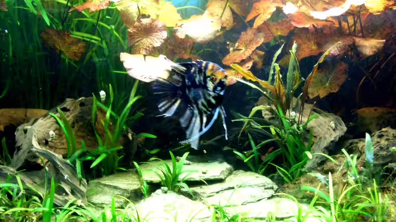 Besatz im Aquarium Becken 14057 von Kleiner_Fisch (67)