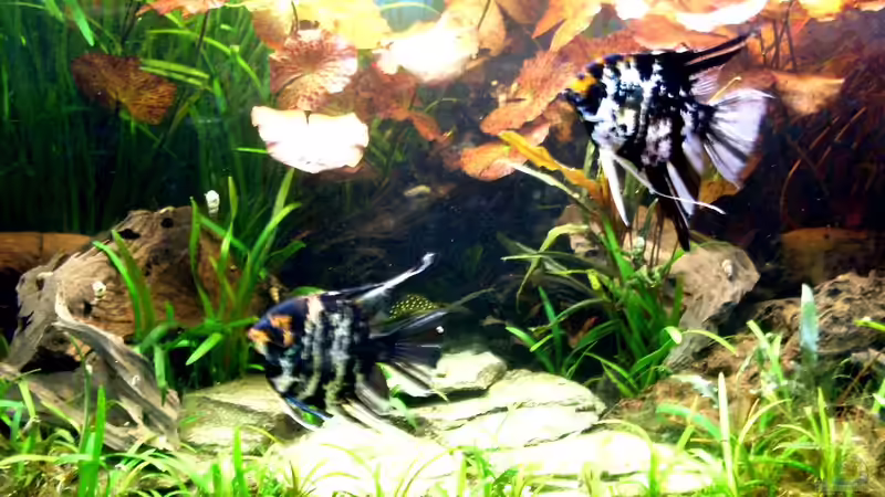 Besatz im Aquarium Becken 14057 von Kleiner_Fisch (68)